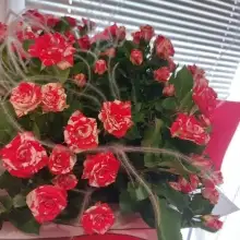 Լուսանկար Լիա 4 