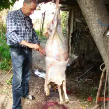 Լուսանկար Աշոտ 2 