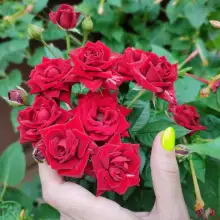 Լուսանկար Անայտ 2 