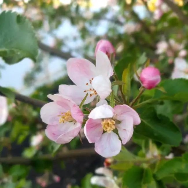 Lily, 46, Մոսկվա, Ռուսաստան - Իմ Սեր